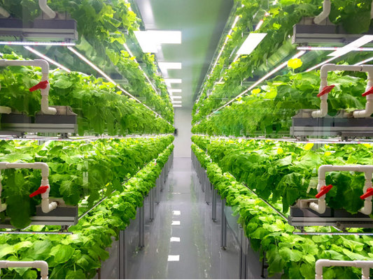 Vertical Farming: Expectations vs. Reality