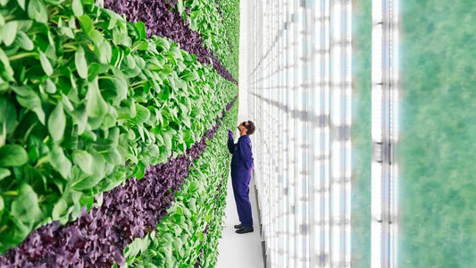 4 Businesses doing a great job at Vertical Farming