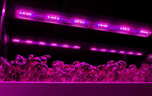 How Software helps the Vertical Farming Industry