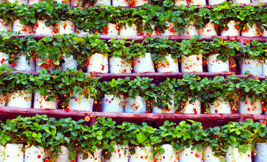 The most pervasive problems in Vertical Farming